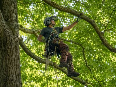 Crew member cutting a branch section overhead