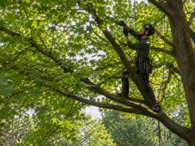 Tree canopy after a crown thinning service