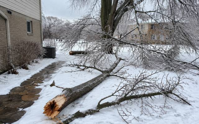 Dead branch being lowered safely by rope