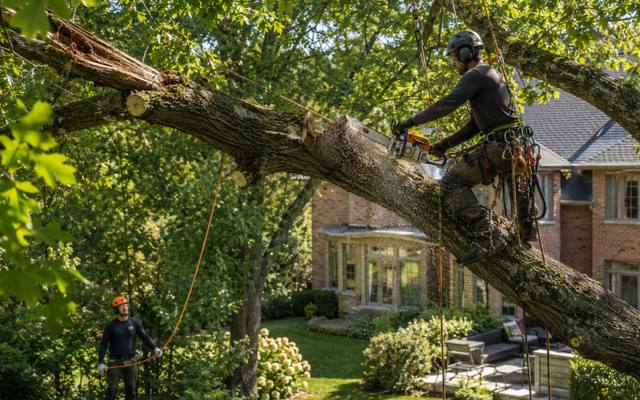 Crew clearing storm-damaged tree limbs from a yard