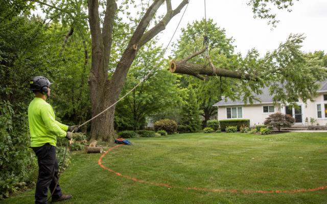 Large tree section being lowered during a removal