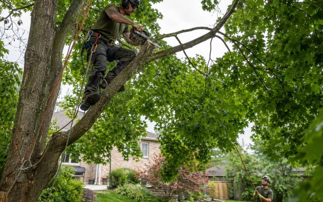 Climber pruning branches high in a tree canopy